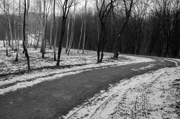 Road in the woods. Winter landscape