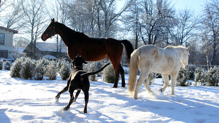 zima konie i psy