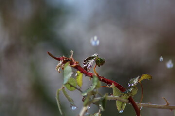 autumn leaves on a branch