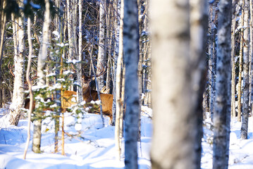 Red deer in winter forest. wildlife, Protection of Nature. Raising deer in their natural environment.