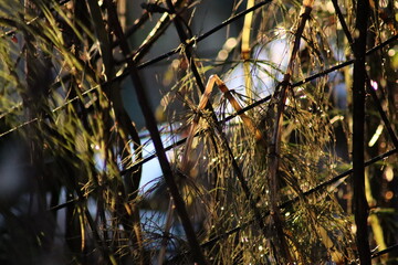 sunset in the forest