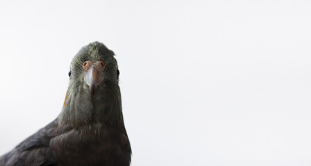 gray cockatiel parrot looks at the camera on a white background. Place for text.