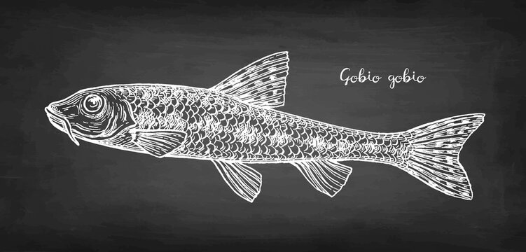 Gobio gobio fish chalk sketch