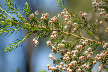 Tree heath white flowers