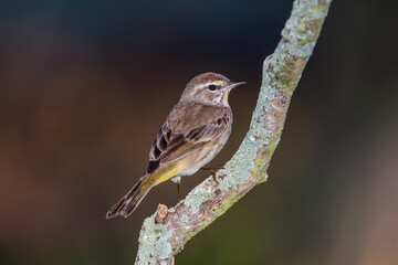 Palm Warbler 