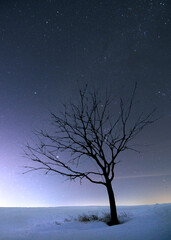 Fototapeta na wymiar Night landscape with single tree stars and snow 