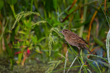 Fototapeta premium Female Red-winged Blackbird 