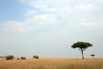 African Elephant Family and Acacia Trees on the Savannah. Maasai Mara, Kenya