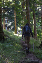 Obraz premium Randonneur sur chemin pédestre des Vosges dans la forêt