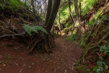 sendero en el bosque