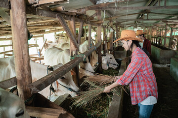 farmer girl wearing a hat holding straw to feed the cow on the background of the man raising cow in the cow stable farm