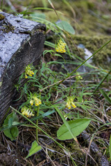 Primevère officinale au printemps dans la forêt