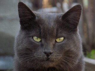 black and white cat