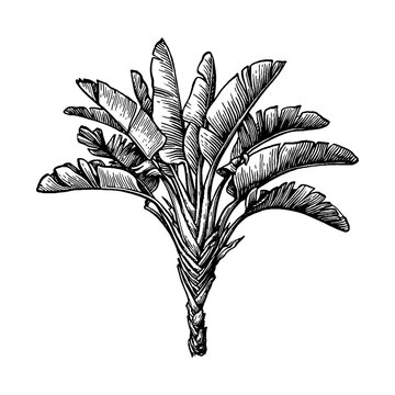 Ink sketch of ravenala palm.