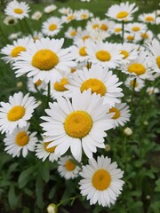 Chamomile flowers on a sunny day