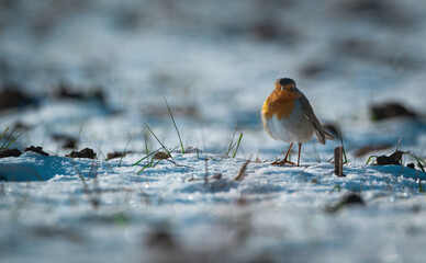 European robin (Erithacus rubecula) playing in the snow