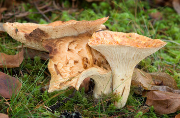 Woolly Chanterelle (Gomphus floccosus)