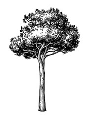 Ink sketch of stone pine tree. - 415642637