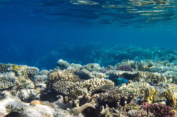 Coral reef landscape under water and fish