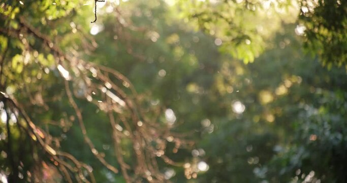 A swarm of mosquitoes on a forest backgroun. 4k