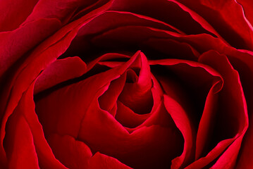 beautiful close up red rose bud macro