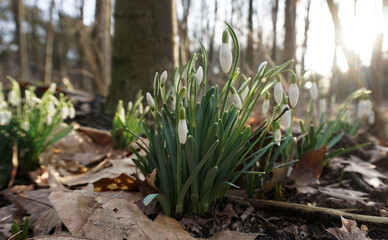Hurray! The first snowdrops spotted in the forest. The end of winter. Trunks of trees are seen blurred in the background.
