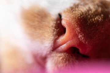 Feline cat nose macro. Tabby cat's nose closeup. The focus on the cat's nose is very clear. So clear that a full blister can be seen.
