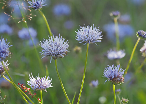 die hellblauen bl&uuml;ten der sandgl&ouml;ckchen auf einer wiese, lat. jasione