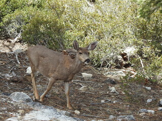 A mule deer doe roaming the Sierra Nevada Mountain wilderness, Mono County, California.