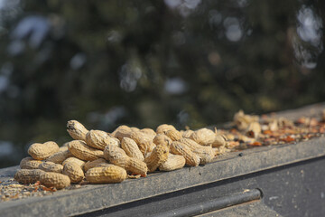 Peanuts for Squirrels and Birds on our Fence