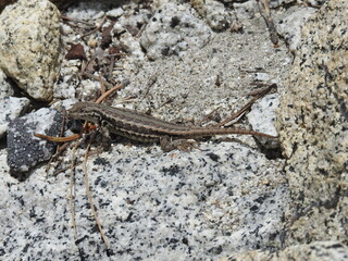 A western fence lizard relaxing on a granite rock in the Eastern Sierra Nevada Mountains, Mono County, California.