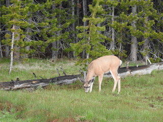 A mule deer buck, with his antlers in velvet, feeding on the lush grasses that grow in the Tuolumne Meadows of the Sierra Nevada Mountains, California.