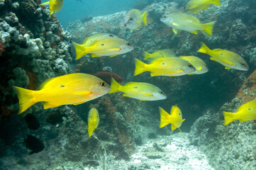 Underwater sea life, School of Blackspot Snapper (Lutjanus fulviflamma), Seychelles