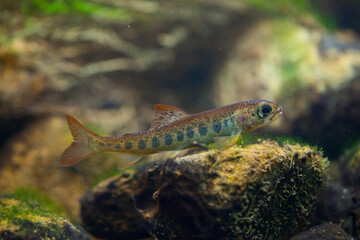 Pinto or juvenile Salmon. Cultivation of autochthonous Atlantic salmon juveniles at the Arredondo Ichthyological Center. Cantabria. Spain. Europe