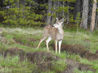 A mule deer buck, with his antlers in velvet, enjoying a beautiful day in the Tuolumne Meadows, in the Sierra Nevada Mountains, California.