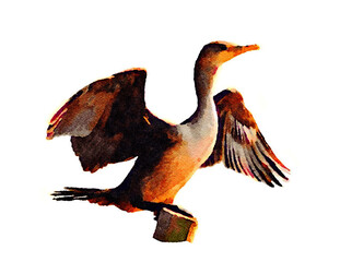 Cormorant watercolor perched on a log