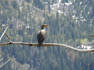 Double-crested cormorant perched on a branch in the Eastern Sierra Nevada Mountains, Twin Lakes, California.	