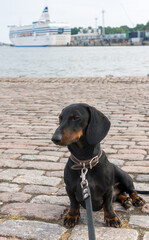 Black and tan dachshund at navy pier on sunny day, Helsinki, Finland