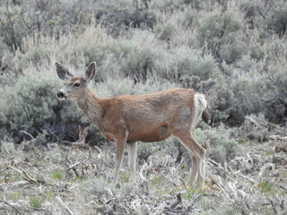 A mule deer doe roaming the sagebrush meadows in the Sierra Nevada Mountains, Mono County, California.