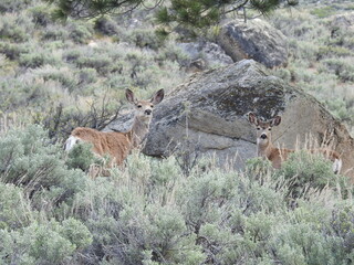 A mama mule deer and her little one roaming the sagebrush meadows of the Sierra Nevada Mountains, Mono County, California.
