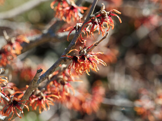 Noisetier de sorcière rouge ou hamamelis intermedia 'Diane,  arbuste ornemental à fleurs rouges foncées à pourpre le long de branches nues