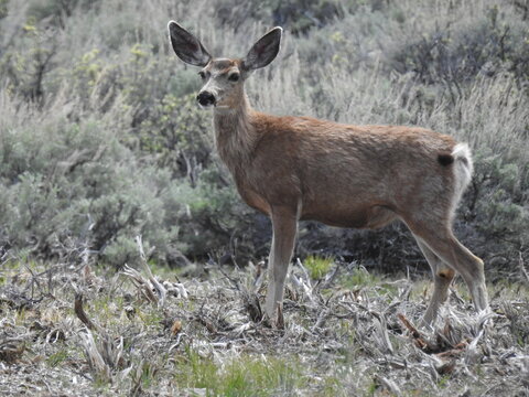 A mule deer doe roaming the sagebrush meadows in the Sierra Nevada Mountains, Mono County, California.