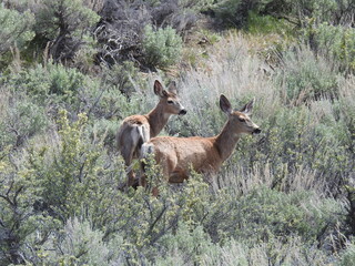 A mama mule deer and her little one roaming the sagebrush meadows of the Sierra Nevada Mountains, Mono County, California.