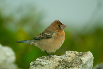Blue Grosbeak, female 