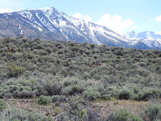 Mule deer roaming the Humboldt-Toiyabe National Forest, in the Sierra Nevada Mountains, California.