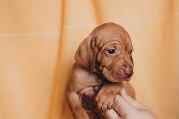 portrait of a dog