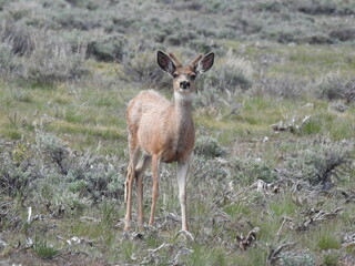 Naklejka na ściany i meble A small mule deer buck, with his spiked antlers in velvet, roaming the Sierra Nevada Mountains, Mono County, California.