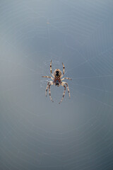 Spider in its web. Spain. Europe