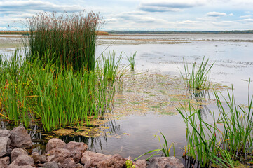 Fototapeta na wymiar Landscape at lake Tisza, Hungary