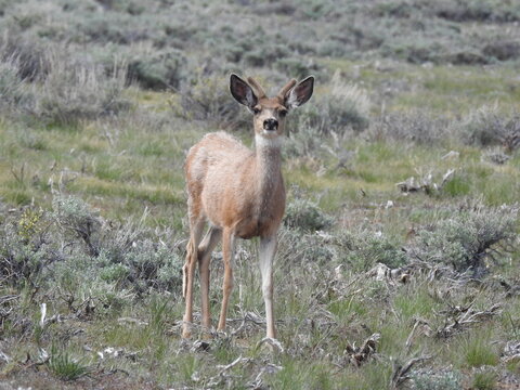 A small mule deer buck,  with his spiked antlers in velvet, roaming the Sierra Nevada Mountains, Mono County, California.